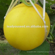 MSM26 Jinhuang white flesh hybrid yellow sweet melon seeds